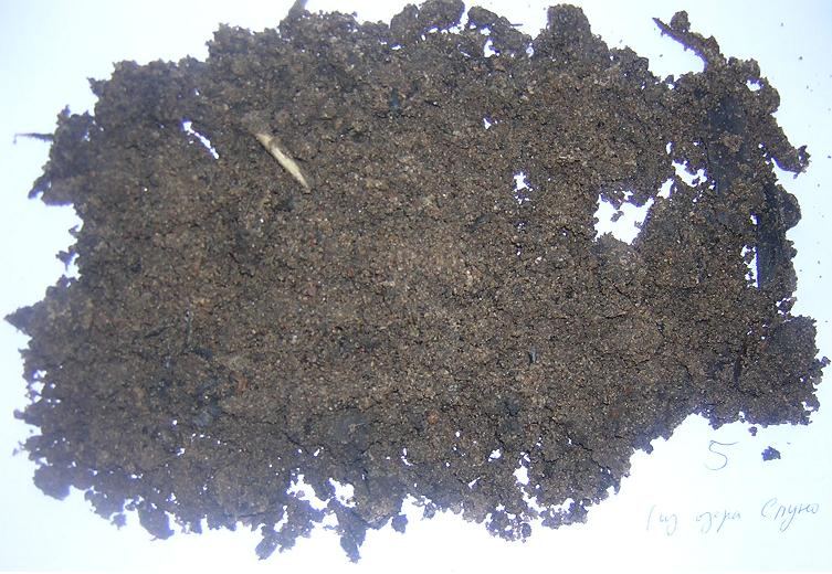 Ancient DNA in River Sediment Rewrites Local Ecosystem History scientist collecting sediment samples beside a river